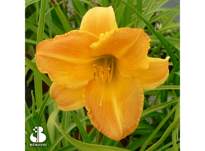 Hemerocallis   'Dzintarlāse'